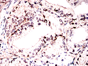 SRC Antibody