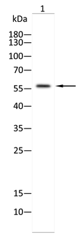SRC Antibody