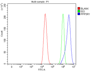 PPP3R1 Rabbit Polyclonal Antibody