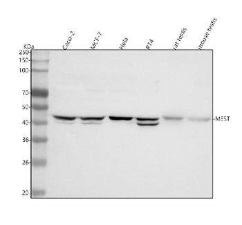MEST Rabbit Polyclonal Antibody
