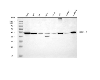 GLUD1/2 Rabbit Polyclonal Antibody