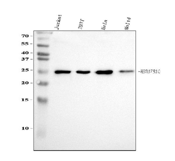 ERAB/HSD17B10 Rabbit Polyclonal Antibody