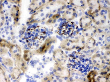 Nestin Rabbit Polyclonal Antibody