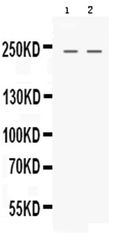 Nestin Rabbit Polyclonal Antibody
