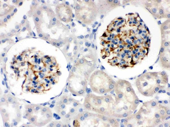 Nestin Rabbit Polyclonal Antibody