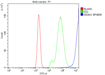 CD20/MS4A1 Rabbit Polyclonal Antibody