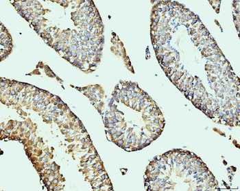 DDX4/MVH Mouse Monoclonal Antibody