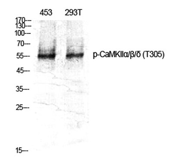 CaMKIIα/β/δ (phospho Thr305) rabbit pAb Antibody