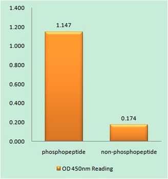 CaMKIIα/β/δ (phospho Thr305) rabbit pAb Antibody