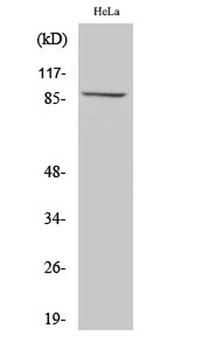 MLTK rabbit pAb Antibody