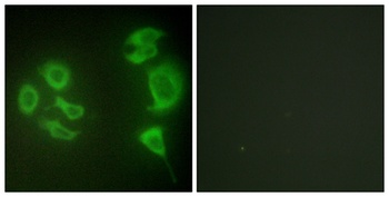 MLTK rabbit pAb Antibody