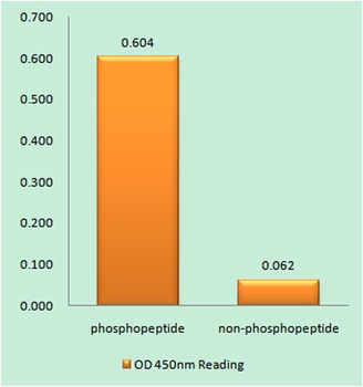 NMDAζ1 (phospho Ser896) rabbit pAb Antibody