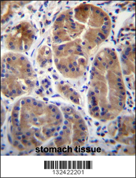 SYPL1 Antibody (N-term)
