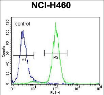 ACHE Antibody (N-term)
