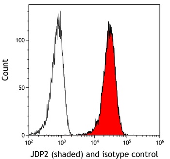 Rabbit JDP2 Recombinant Monoclonal Antibody