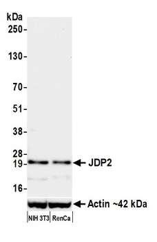 Rabbit JDP2 Recombinant Monoclonal Antibody