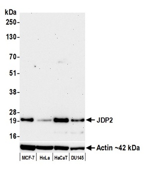Rabbit JDP2 Recombinant Monoclonal Antibody