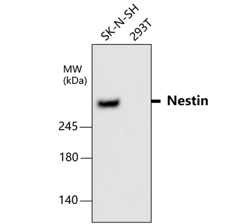 Nestin Rabbit Polyclonal Antibody