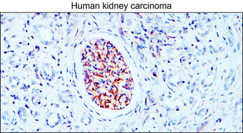 Nestin Rabbit Polyclonal Antibody