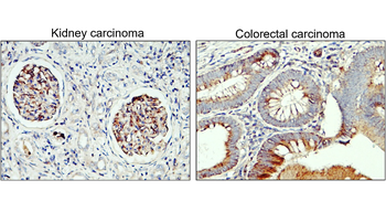 Nestin Rabbit Polyclonal Antibody