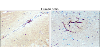 Nestin Rabbit Polyclonal Antibody
