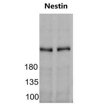 Nestin Rabbit Polyclonal Antibody