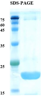 Soybean allergen Gly m 4 Recombinant Protein