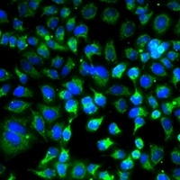 ZAK Rabbit Polyclonal Antibody