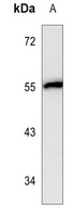 Brachyury Mouse Monoclonal Antibody