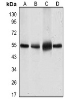 GLUT4 Mouse Monoclonal Antibody