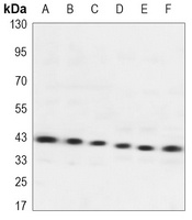 FEN1 Mouse Monoclonal Antibody