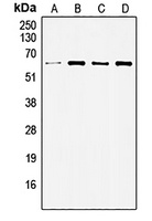c-SRC Rabbit Polyclonal Antibody