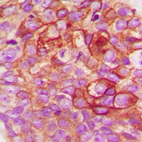 c-SRC Rabbit Polyclonal Antibody