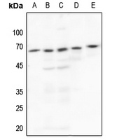 c-SRC Rabbit Polyclonal Antibody