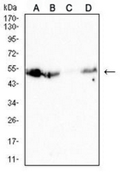 CD126 Mouse Monoclonal Antibody