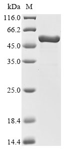 CG-4 Protein