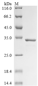 Recombinant Bovine Alpha-S1-casein (CSN1S1)
