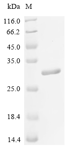 Recombinant Rat Parathyroid hormone/parathyroid hormone-related peptide receptor (Pth1r), partial