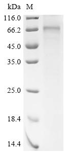 Recombinant Rat Parathyroid hormone/parathyroid hormone-related peptide receptor (Pth1r)