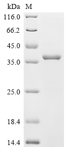 Recombinant Mouse Monoglyceride lipase (Mgll)