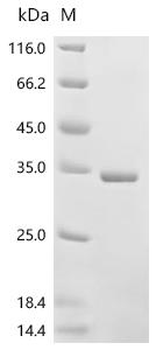 Recombinant Bordetella pertussis Pertussis toxin subunit 1 (ptxA) (R43K, E163G)