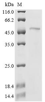 Recombinant Stenotrophomonas maltophilia Dicamba O-demethylase, oxygenase component (ddmC)
