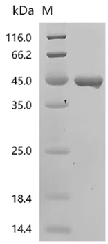 Recombinant Stenotrophomonas maltophilia Dicamba O-demethylase, oxygenase component (ddmC)