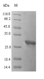 Fish cyp c 1.02 protein