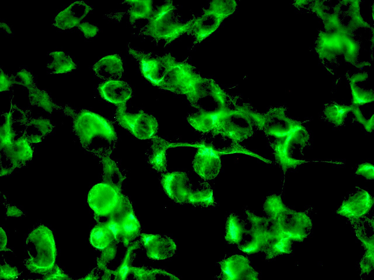 Mouse Nestin Antibody