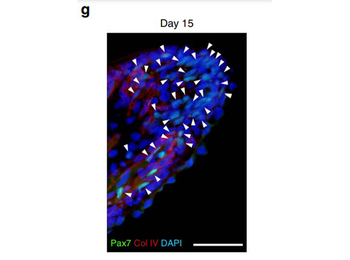 COL4A1-COL4A6 Antibody (Biotin)