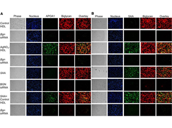 Apoa1 Antibody