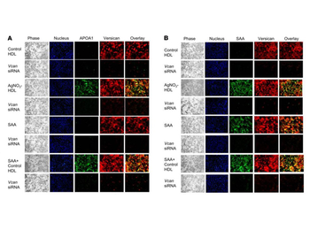 Apoa1 Antibody