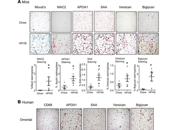 Apoa1 Antibody