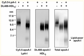 Apoa1 Antibody